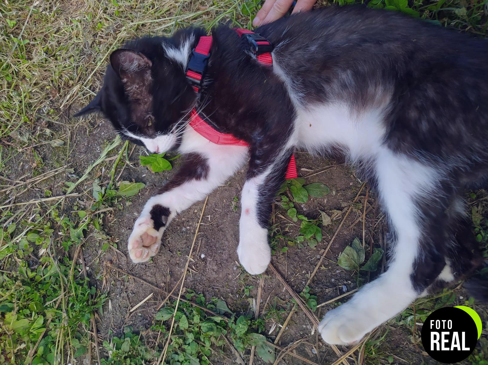 trixie-arnes-gato-viaje-rojo-ajustable-foto-1