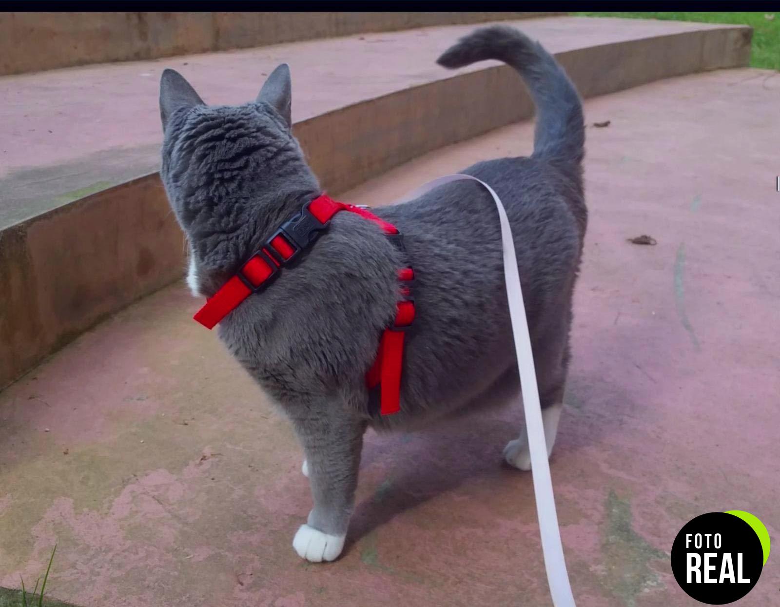 trixie-arnes-gato-viaje-rojo-ajustable-foto-2