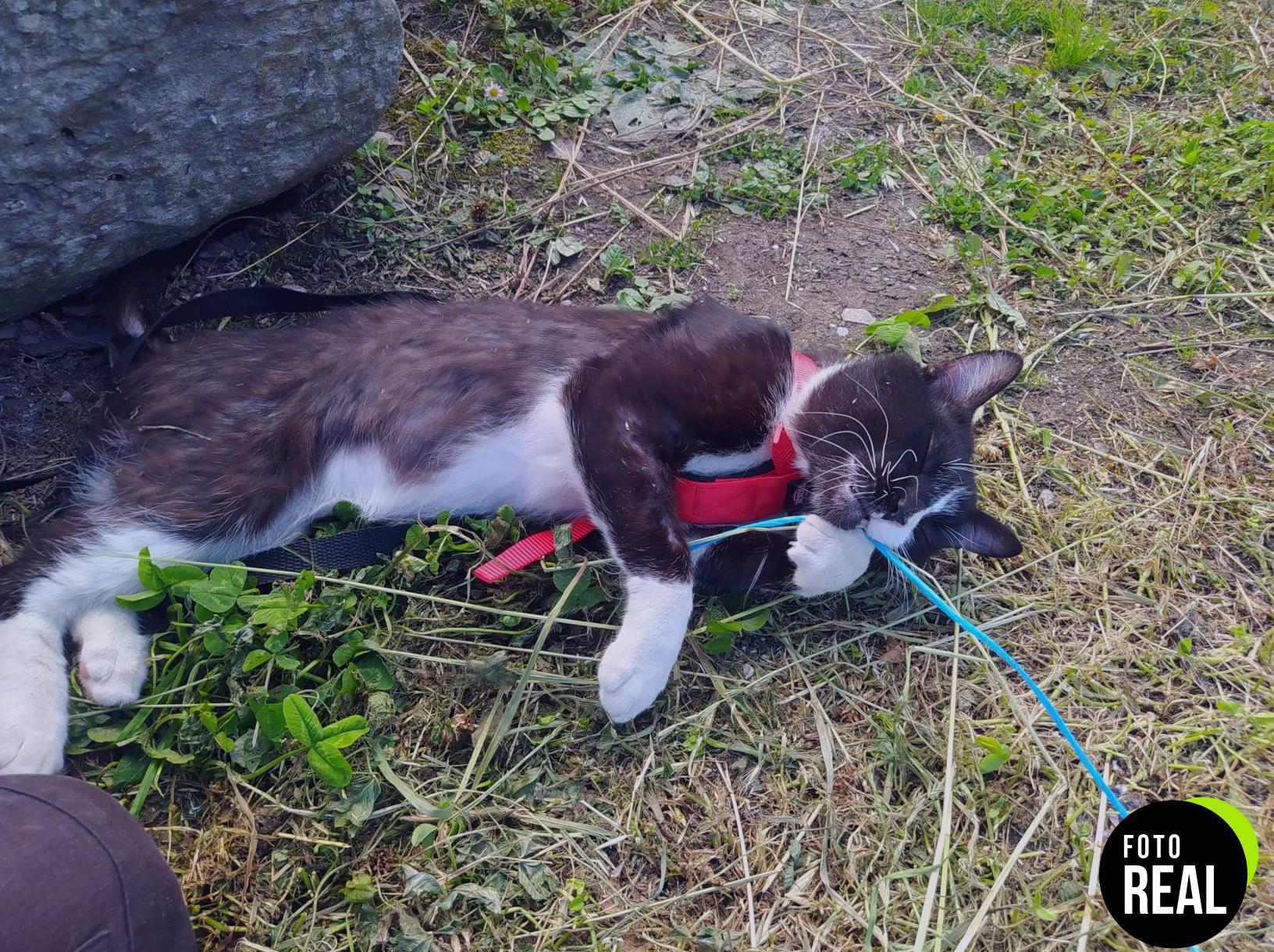 trixie-arnes-gato-viaje-rojo-ajustable-foto-3
