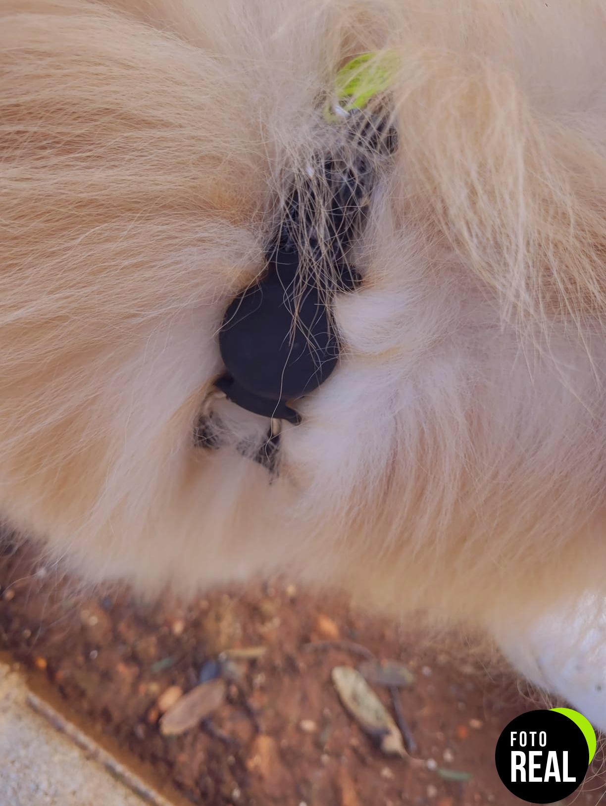 wanme-funda-silicona-airtag-mascotas-negro-foto-3