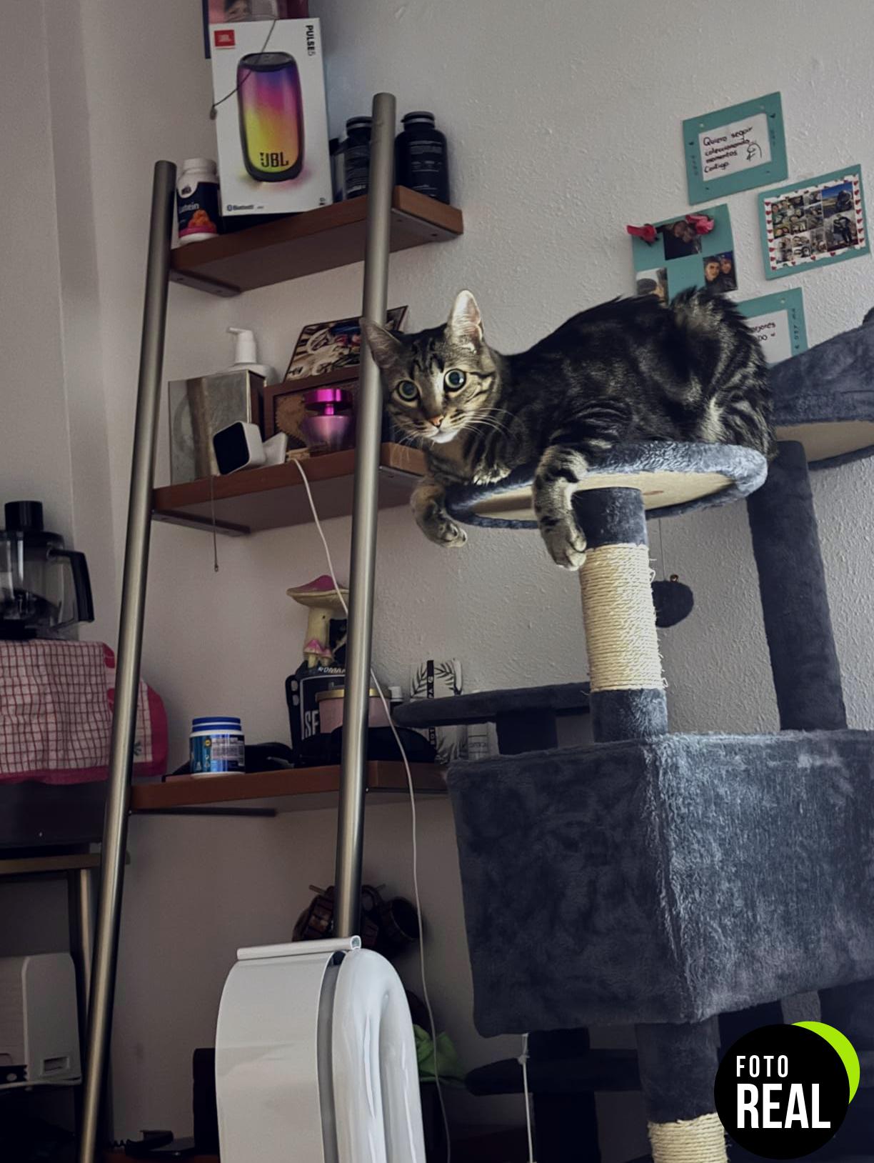yaheetech-rascador-gatos-3-niveles-gris-foto-3